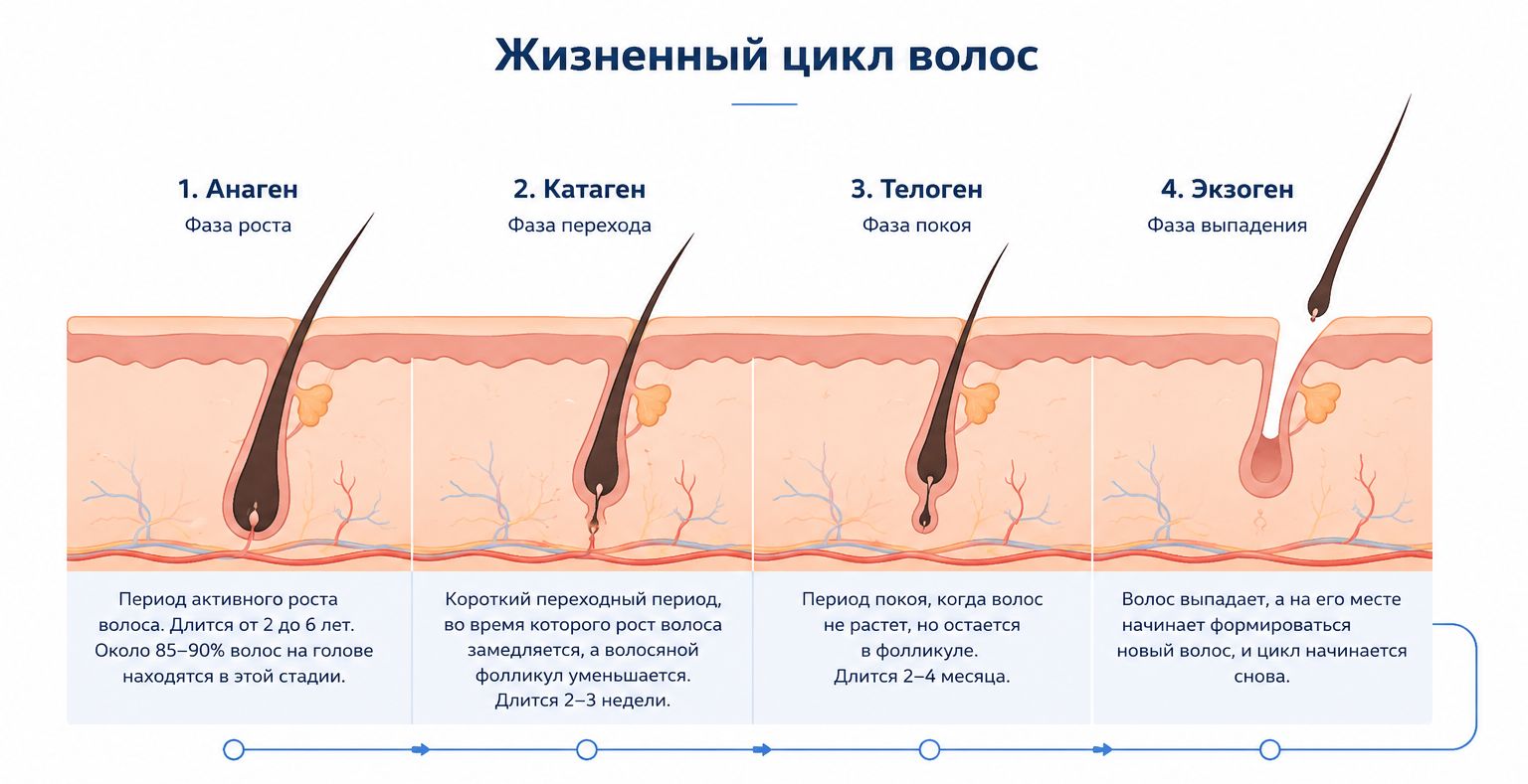 Жизненный цикл волос: анаген, катаген, телоген и экзоген